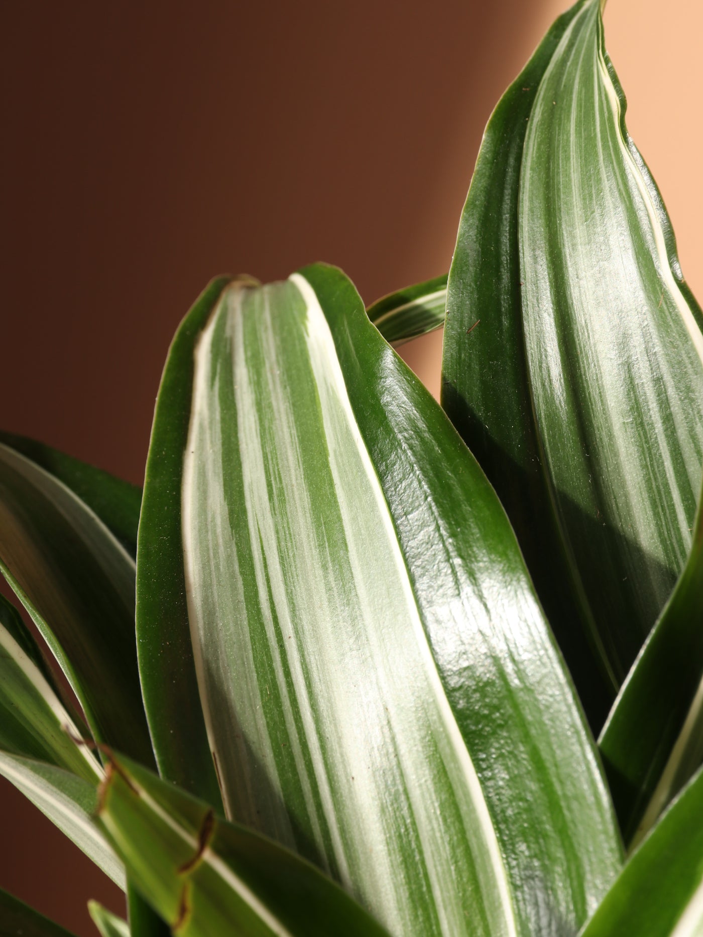 Medium Dracaena Warneckii