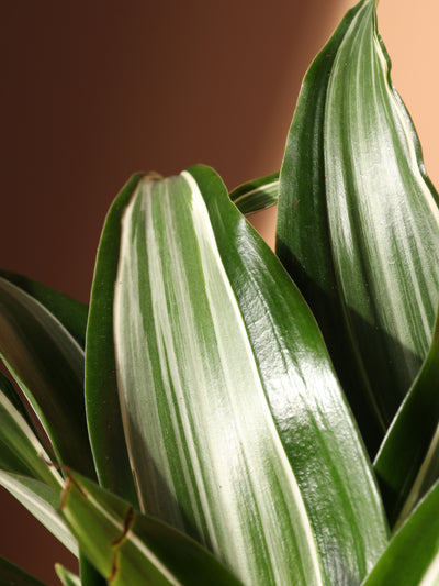 Medium Dracaena Warneckii