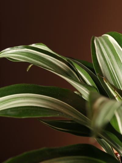 Medium Dracaena Warneckii