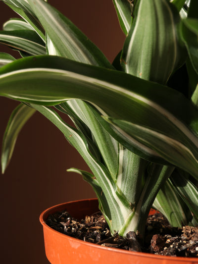 Medium Dracaena Warneckii