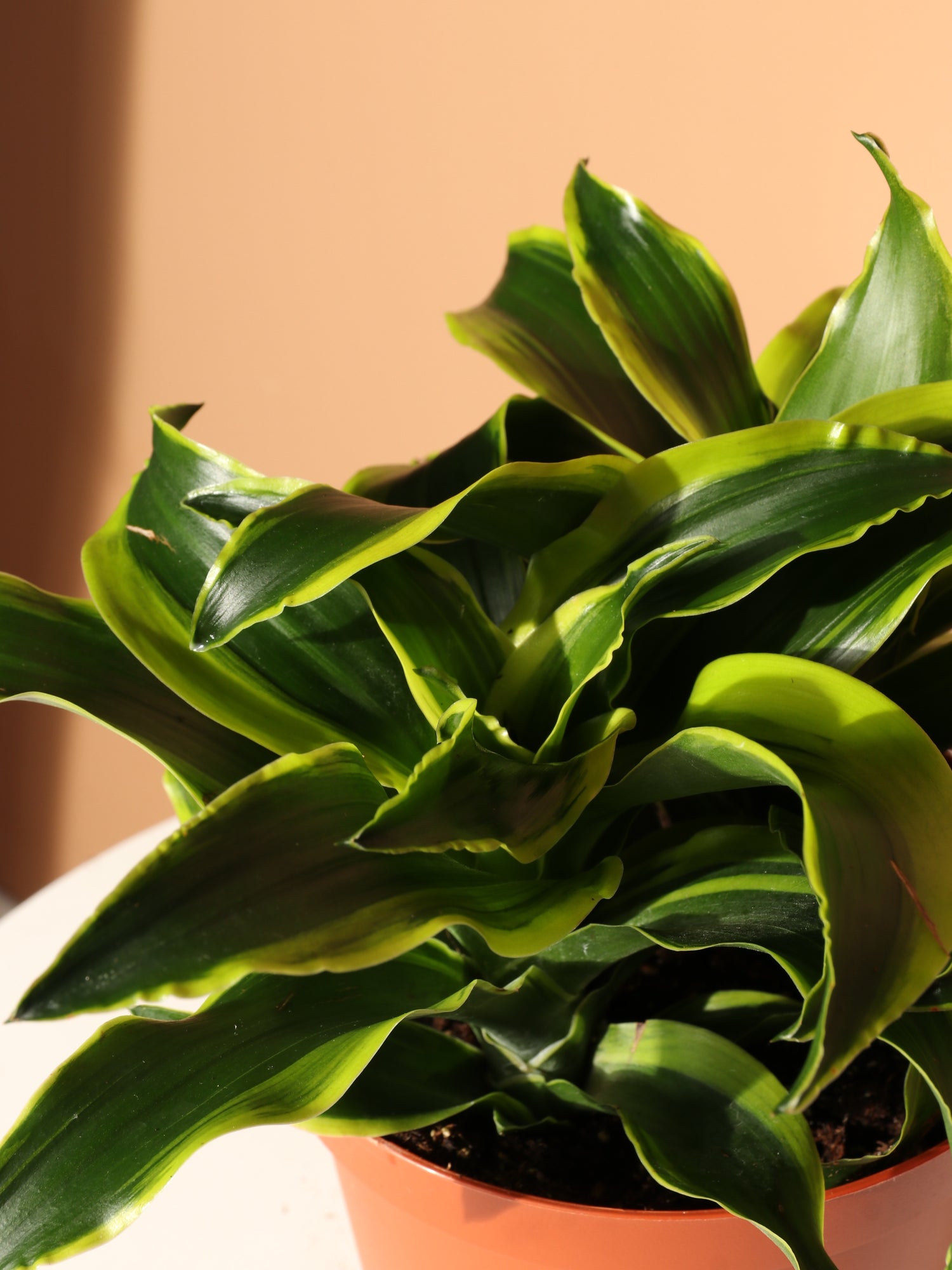 Medium Dracaena Lemon Surprise