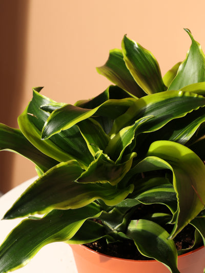 Medium Dracaena Lemon Surprise