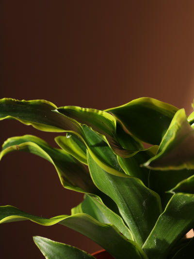 Medium Dracaena Lemon Surprise