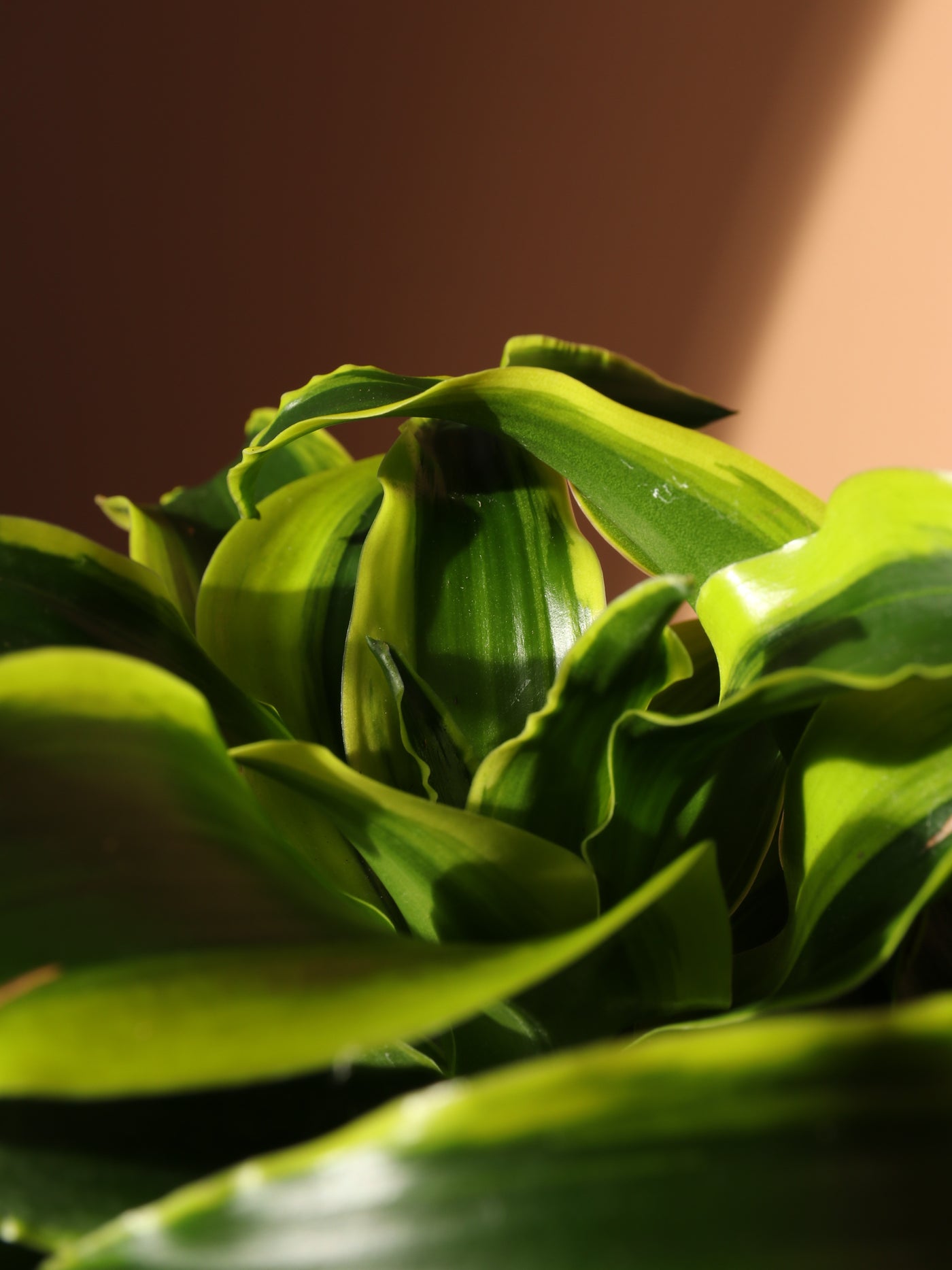 Medium Dracaena Lemon Surprise