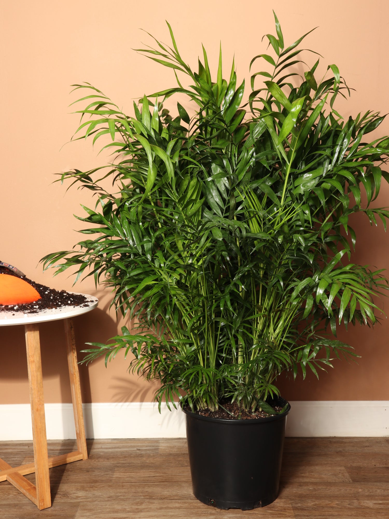 parlor palm full grown 3-5 FT Parlor Palm | Local NYC, NJ, CT, Boston, Providence, Washington DC, Baltimore, Philadelphia, Princeton, Long Island, and Upstate NY Delivery