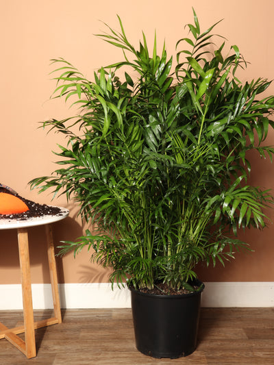 Large Parlor Palm