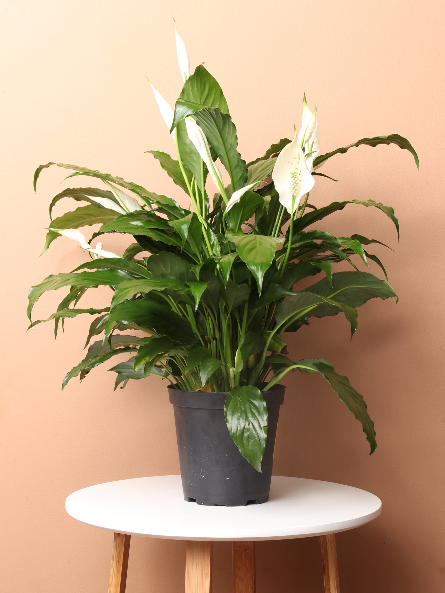Medium Peace Lily | Low-Light Tolerant Plant