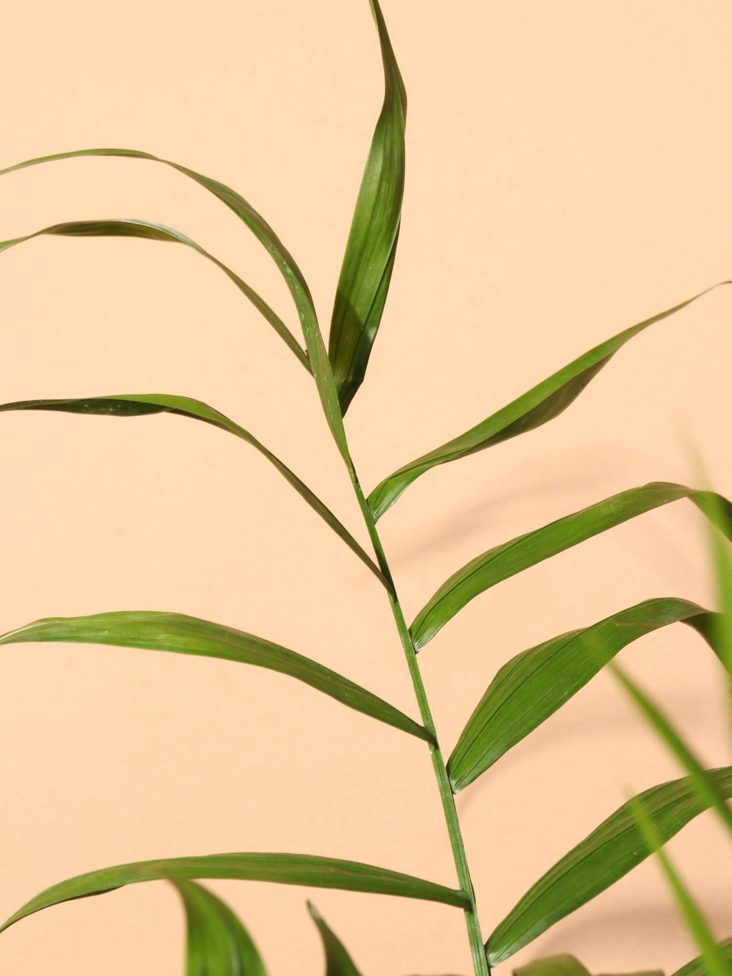 Large Parlor Palm