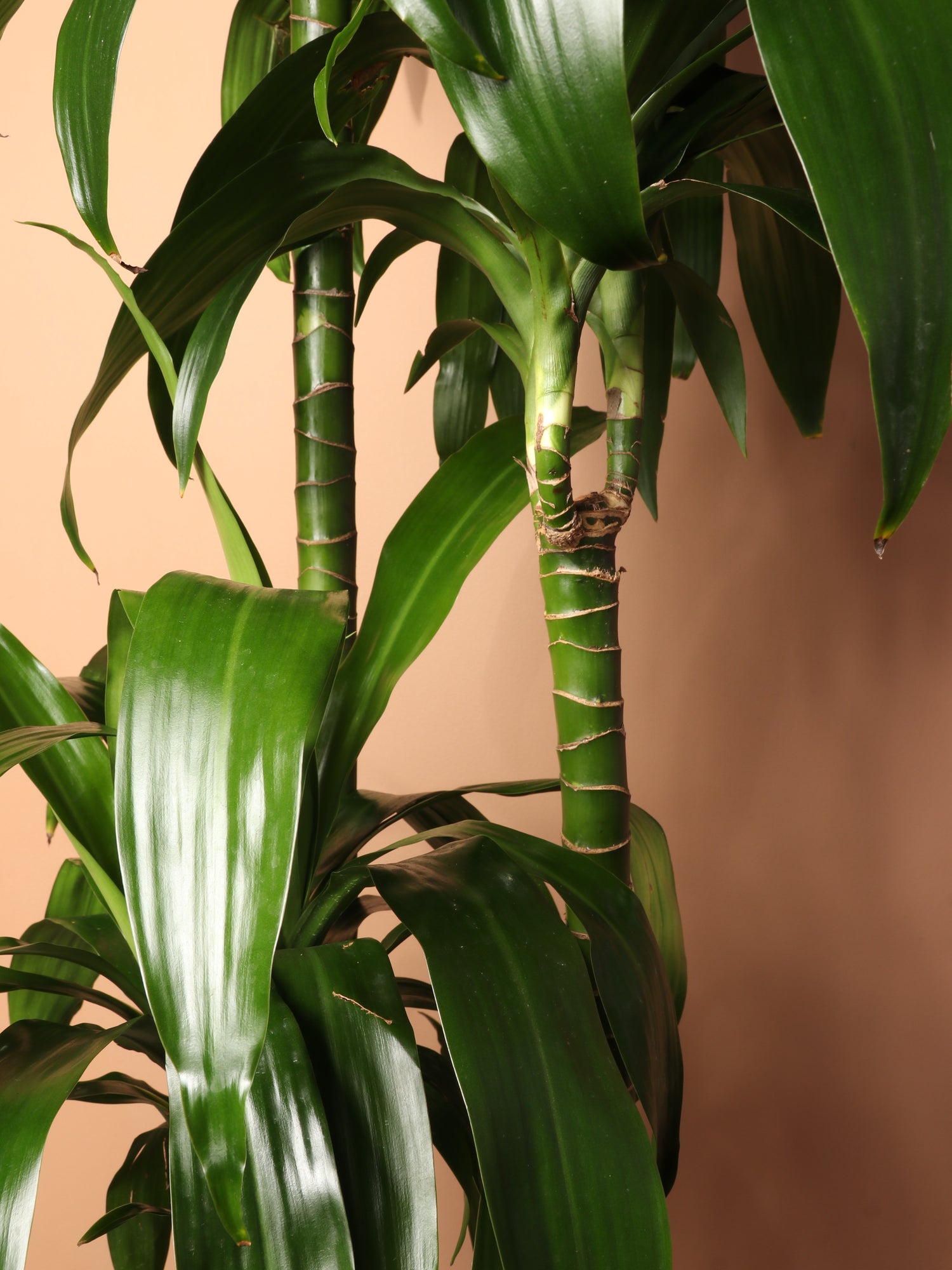 dracaena lisa brown tips Buy Large Lisa Cane Online | Large Indoor Plant