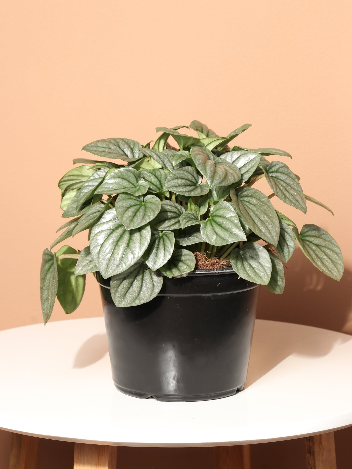 Medium Peperomia 'silver ripple'