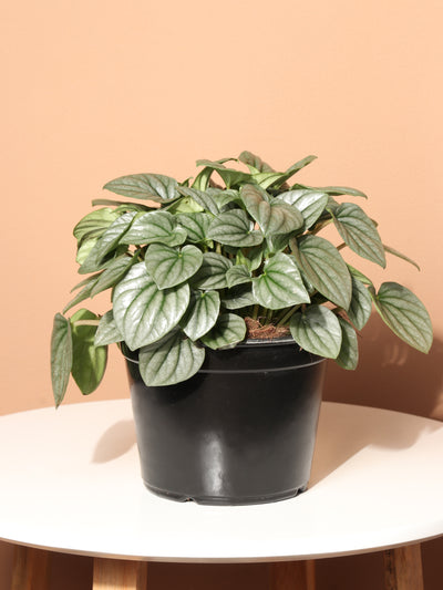 Medium Peperomia 'silver ripple'