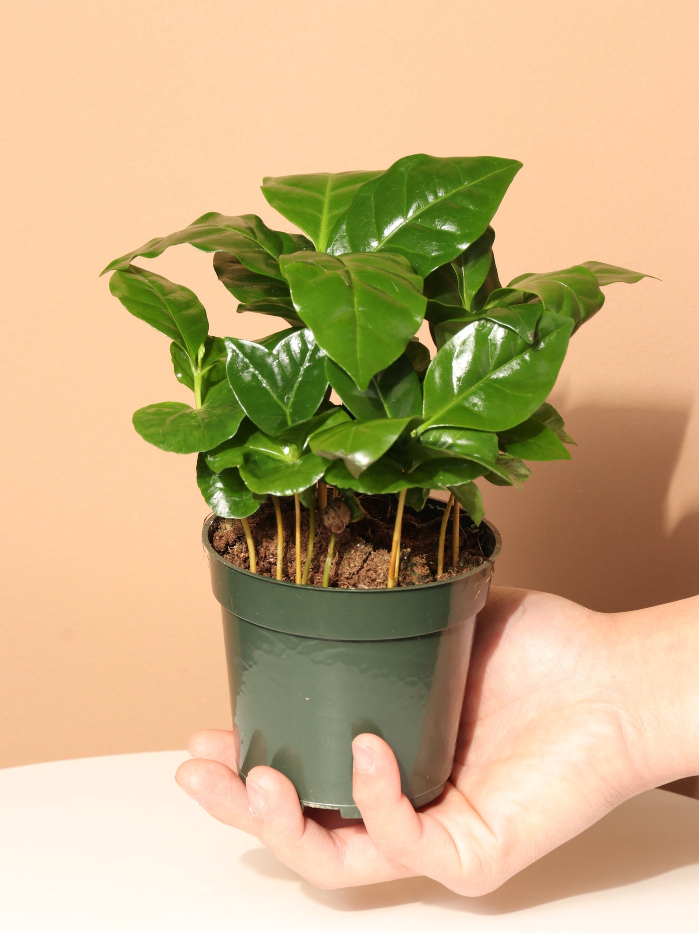 Small Coffee Plant