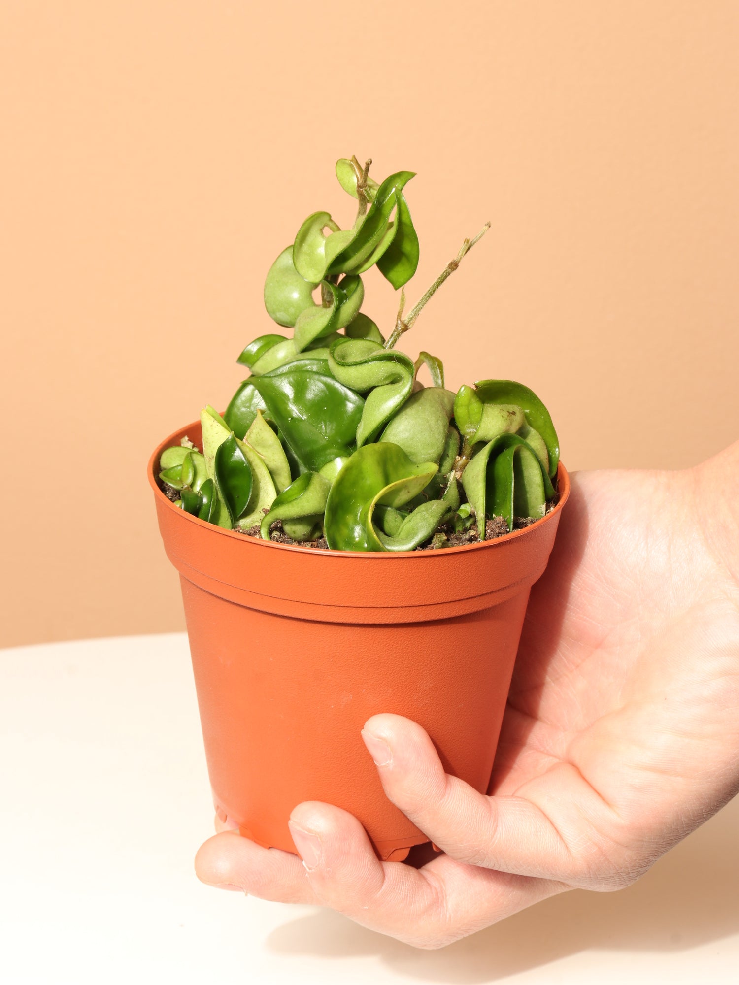 Small Hoya &