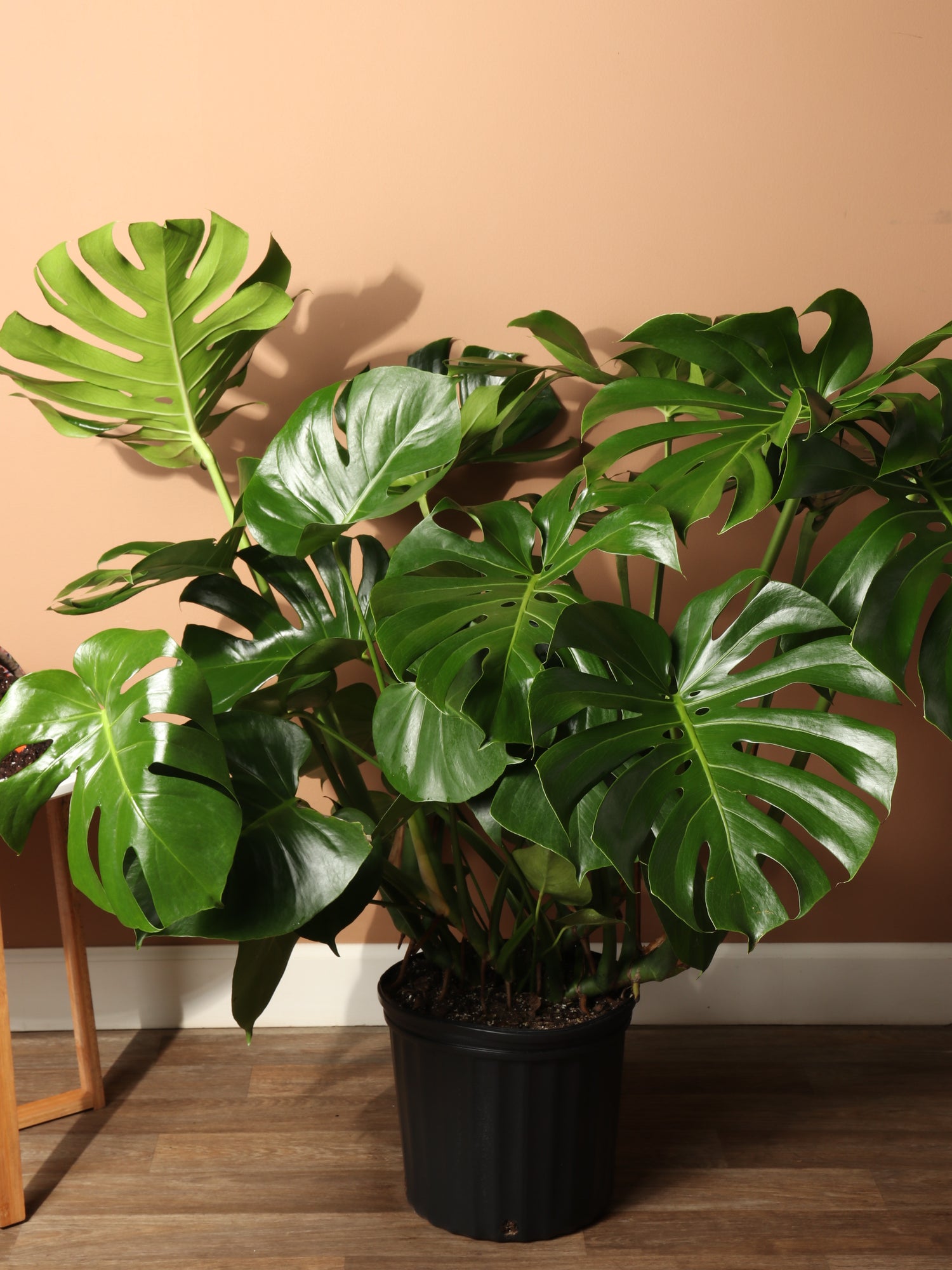 Large (Bigger) Monstera Deliciosa