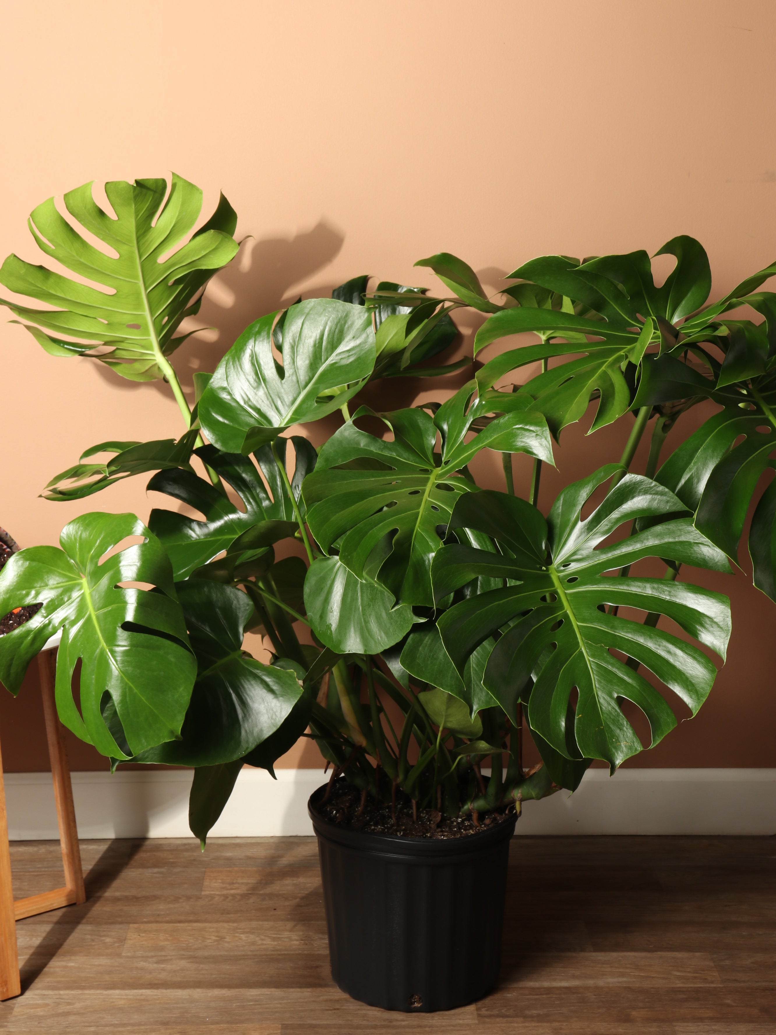 Large (Bigger) Monstera Deliciosa