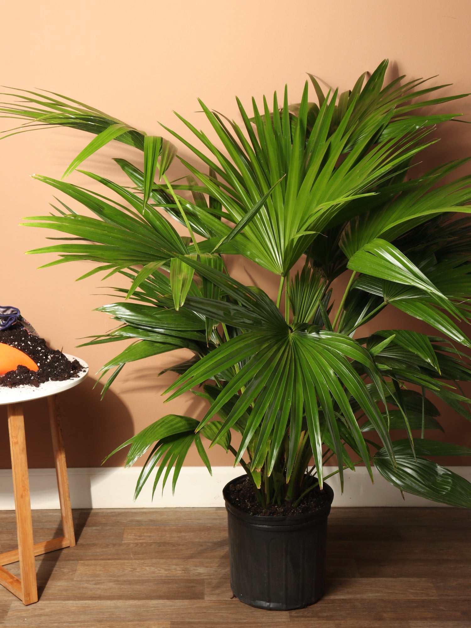 china palm plant Large Chinese Fan Palm