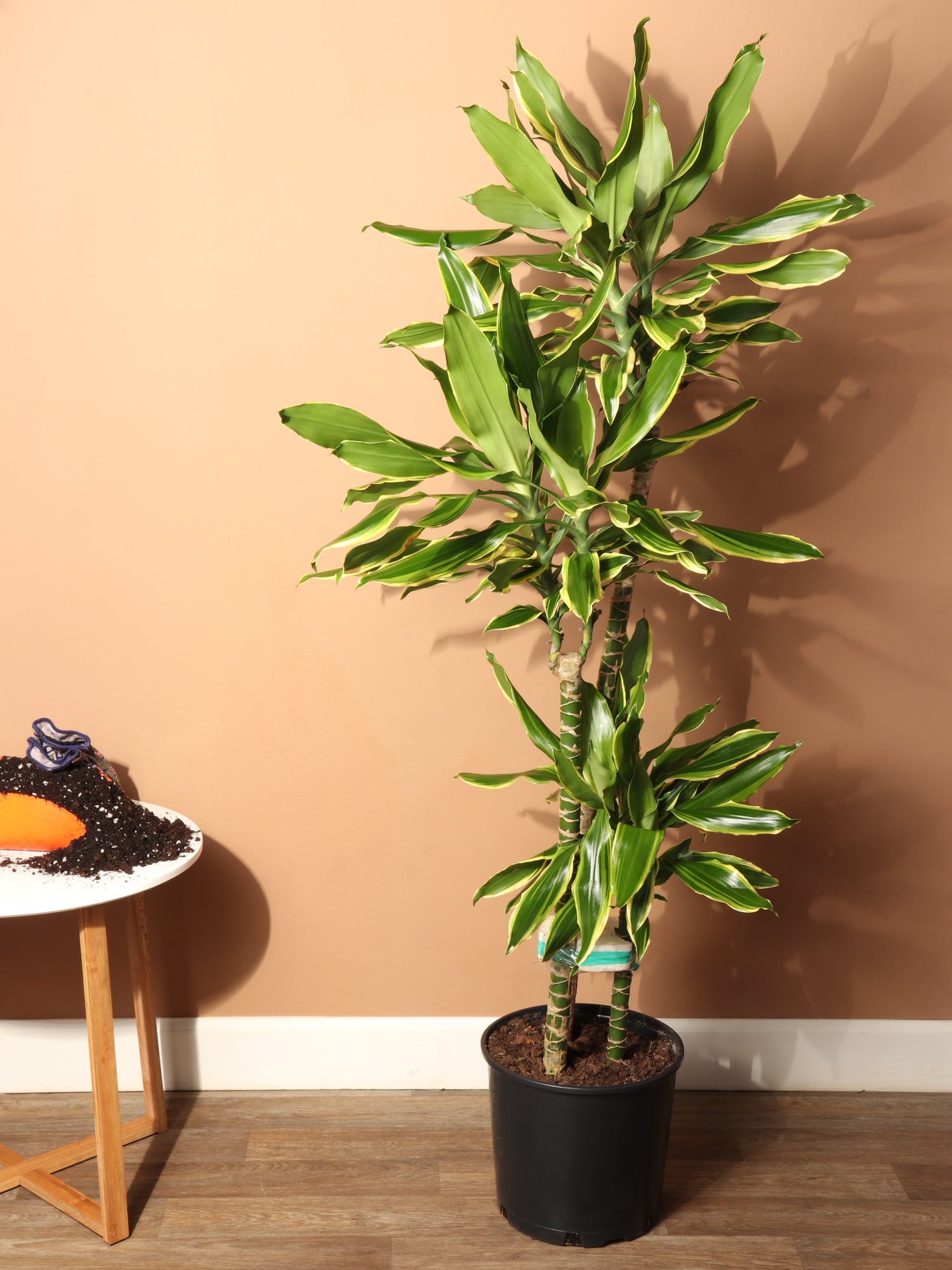 3-5 FT Dracaena Steudneri 'Moonlight' – Dahing Plants