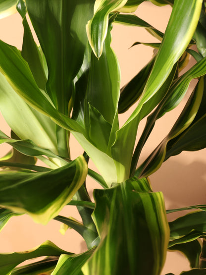 dracaena steudneri cane Buy Dracaena Steudneri 'Moonlight' Online | Large Indoor Plant
