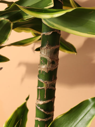 Large Dracaena Steudneri 'Moonlight'