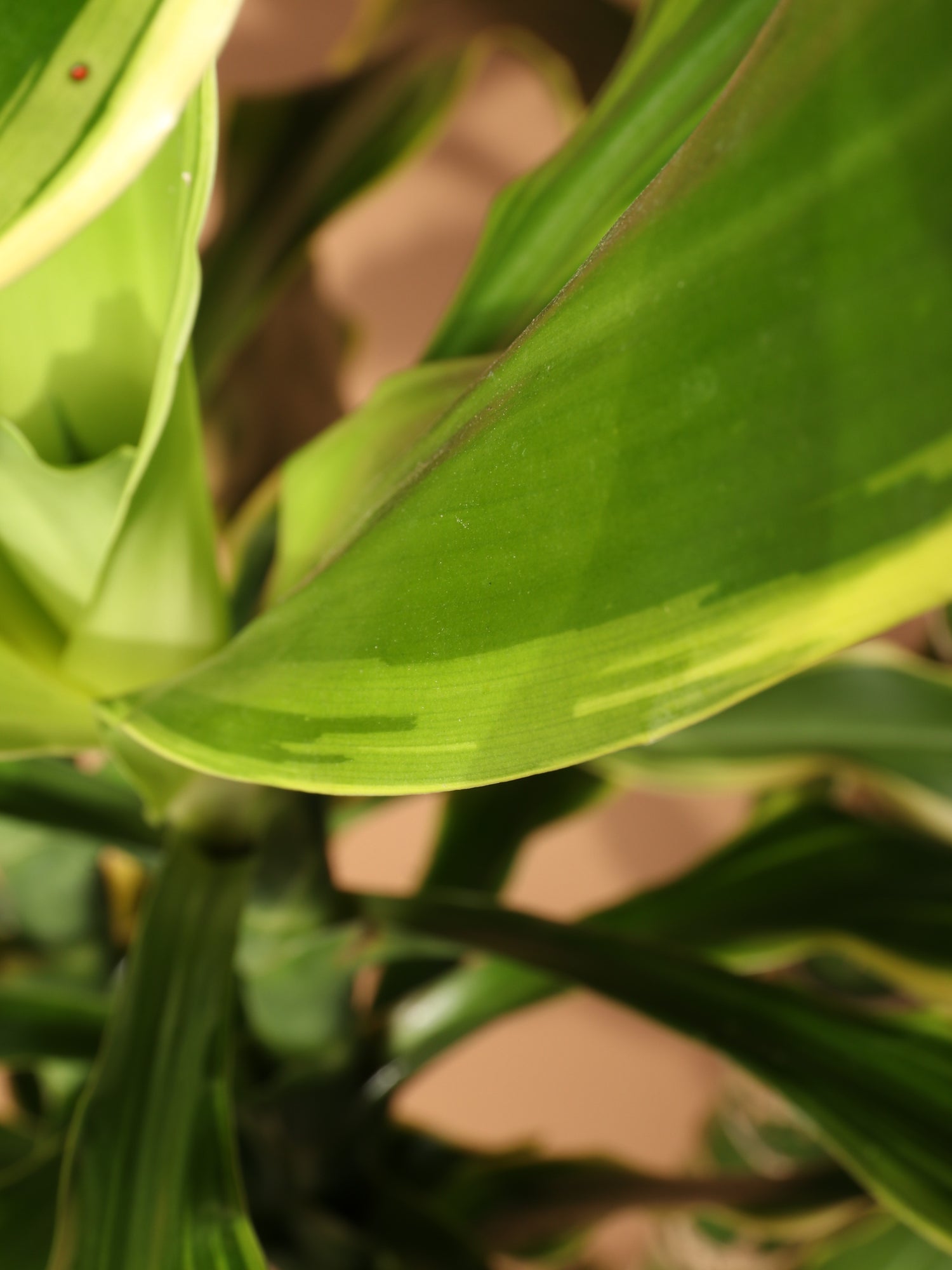 dracaena steudneri Large Dracaena Steudneri 'Moonlight'