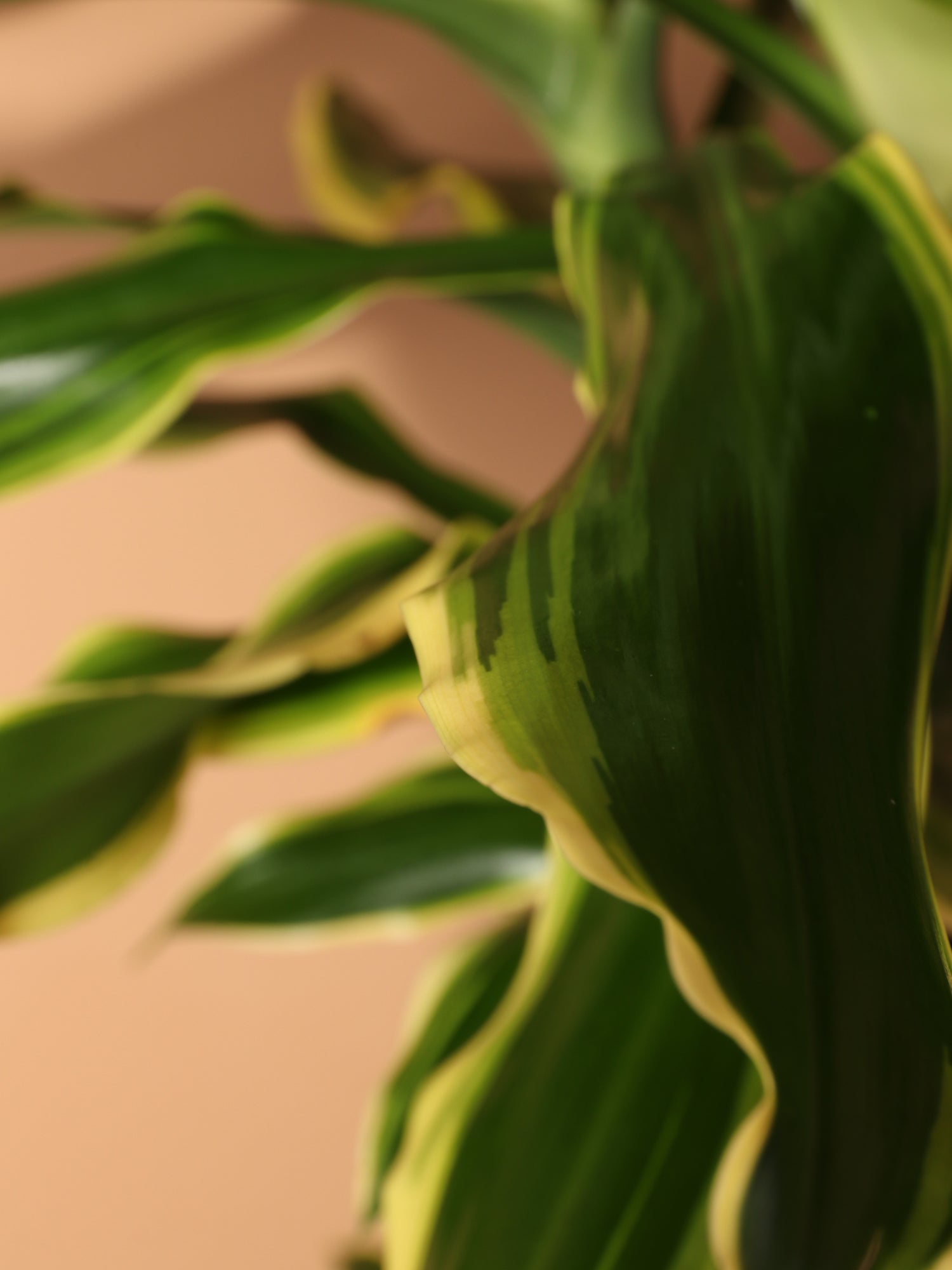 dracaena curled leaves Buy Dracaena Steudneri 'Moonlight' Online | Large Indoor Plant