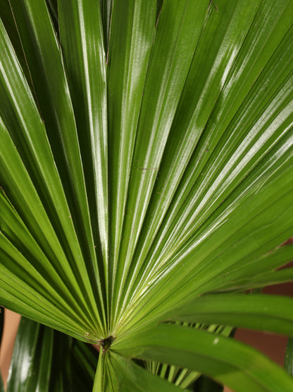 Large Chinese Fan Palm