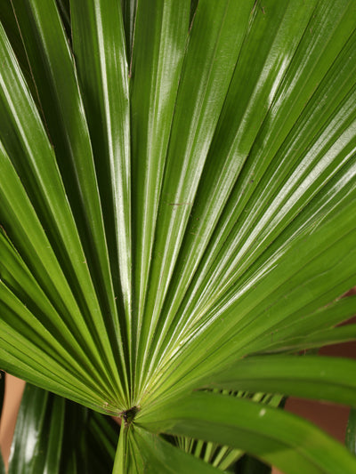 Large Chinese Fan Palm