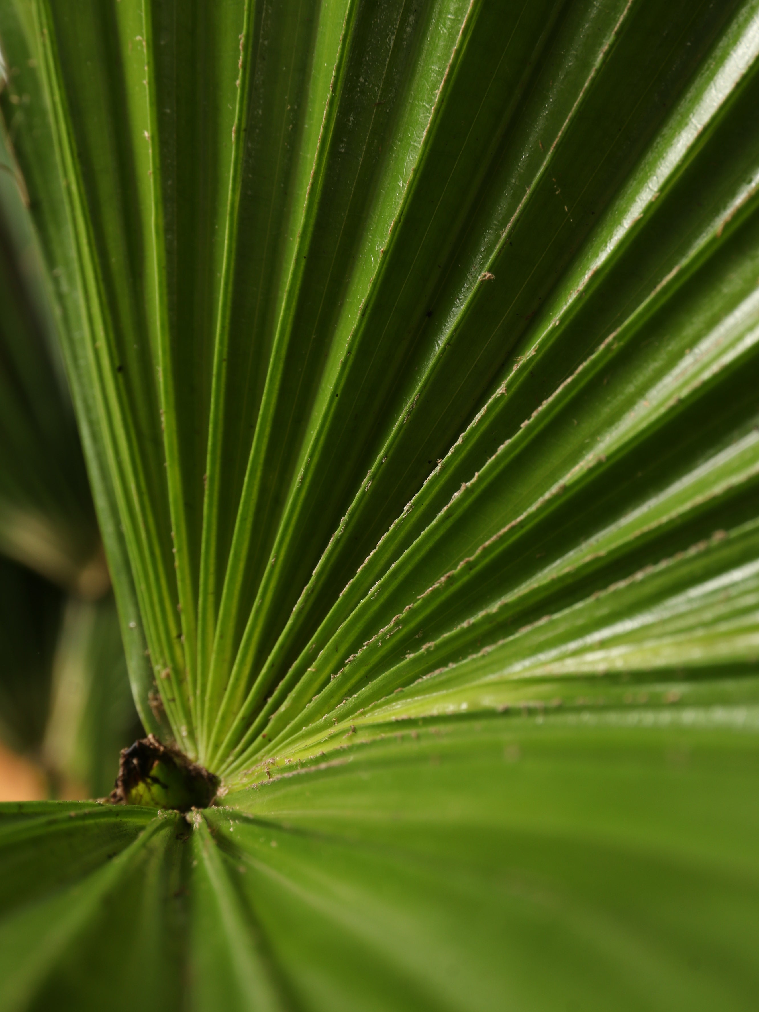 Dahing Plants Chinese Fan Palm - Thumbnail 5