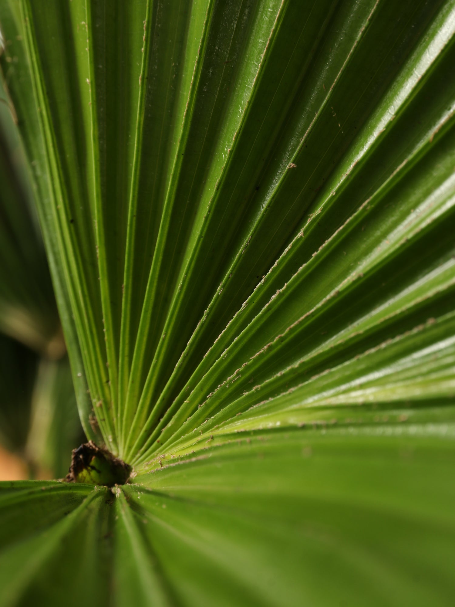 asian palm plant Large Chinese Fan Palm