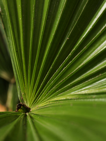 Large Chinese Fan Palm
