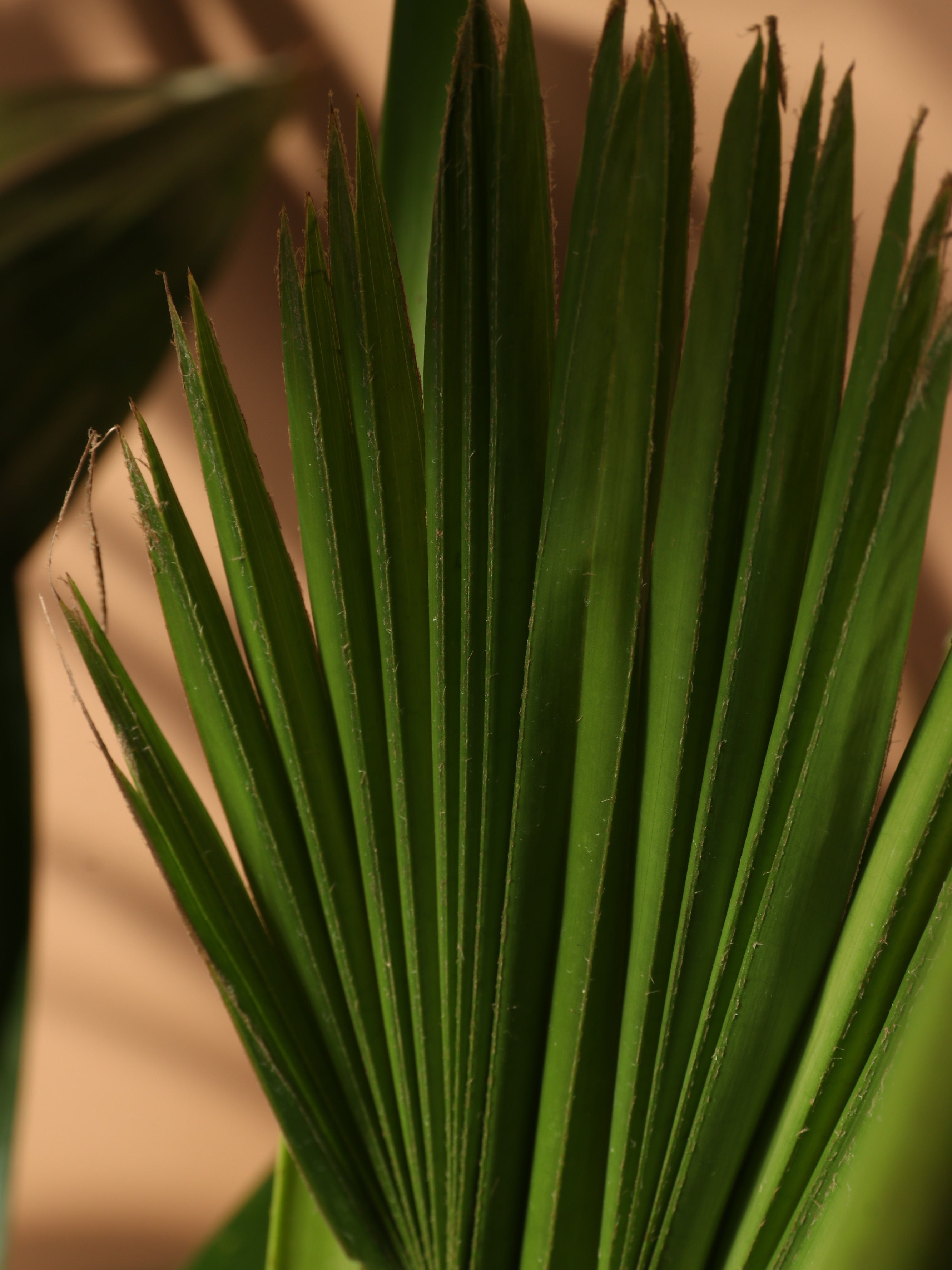 3-5 FT Chinese Fan Palm – Dahing Plants
