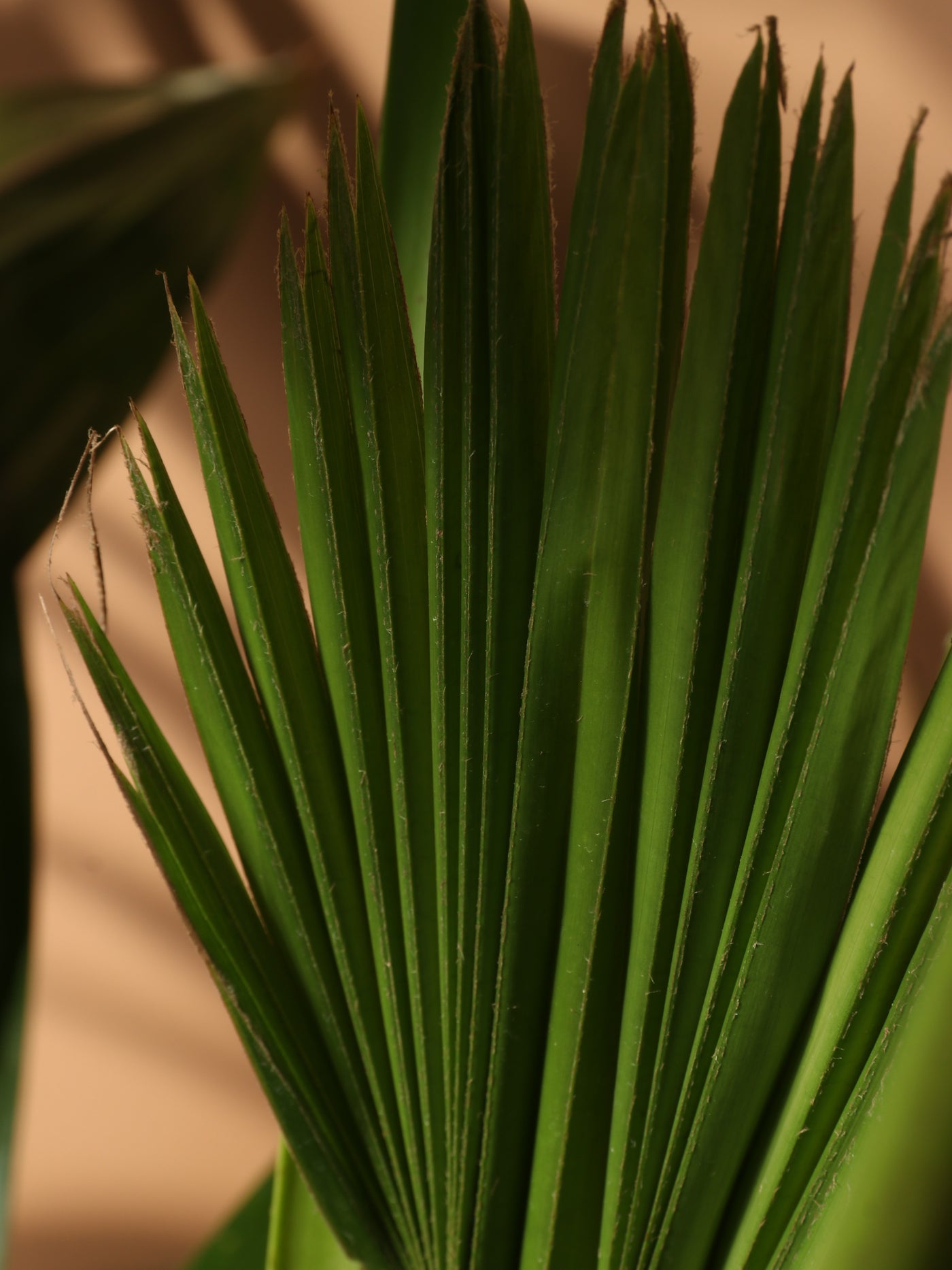 Large Chinese Fan Palm