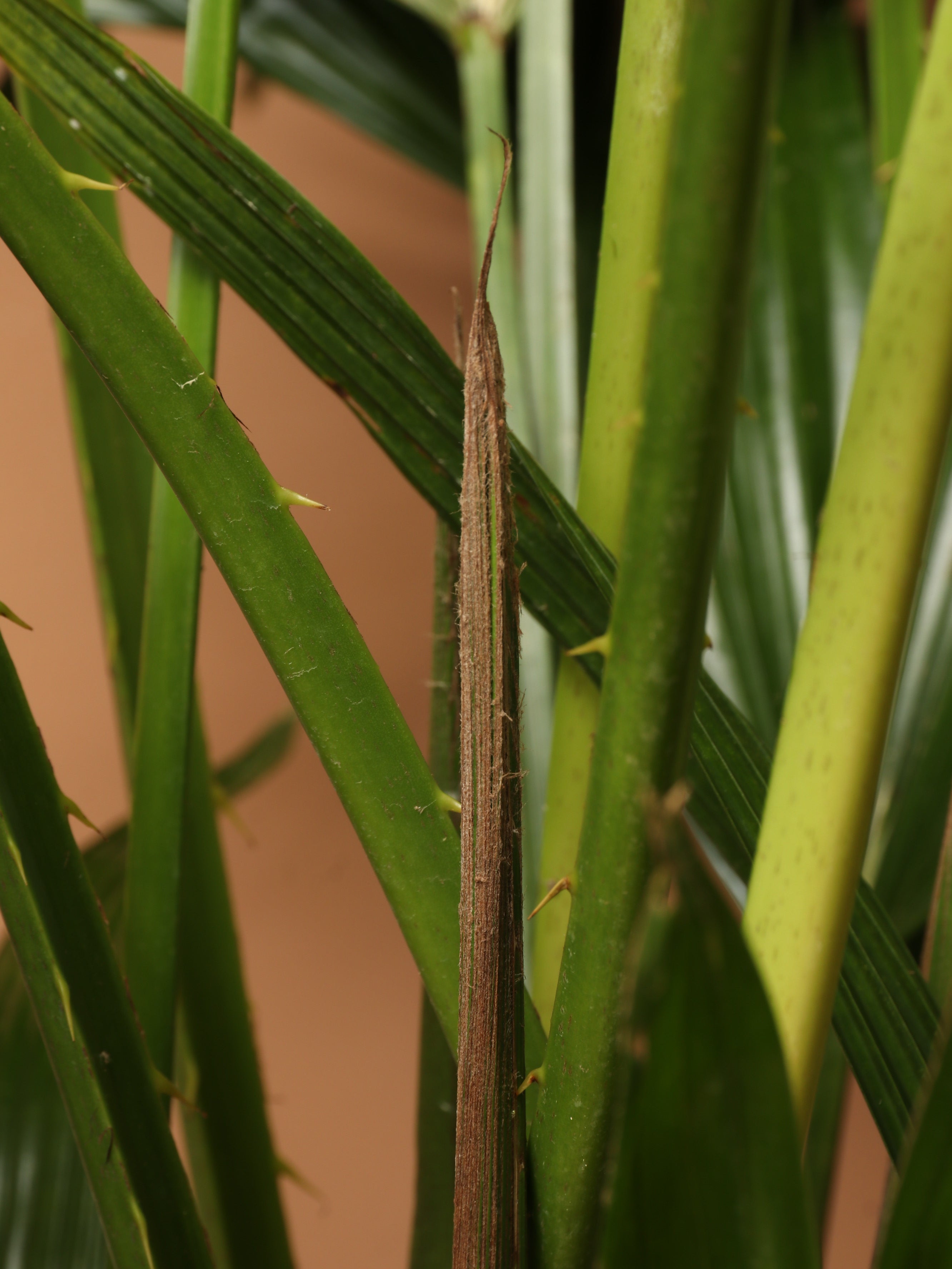 Dahing Plants Chinese Fan Palm - Thumbnail 4