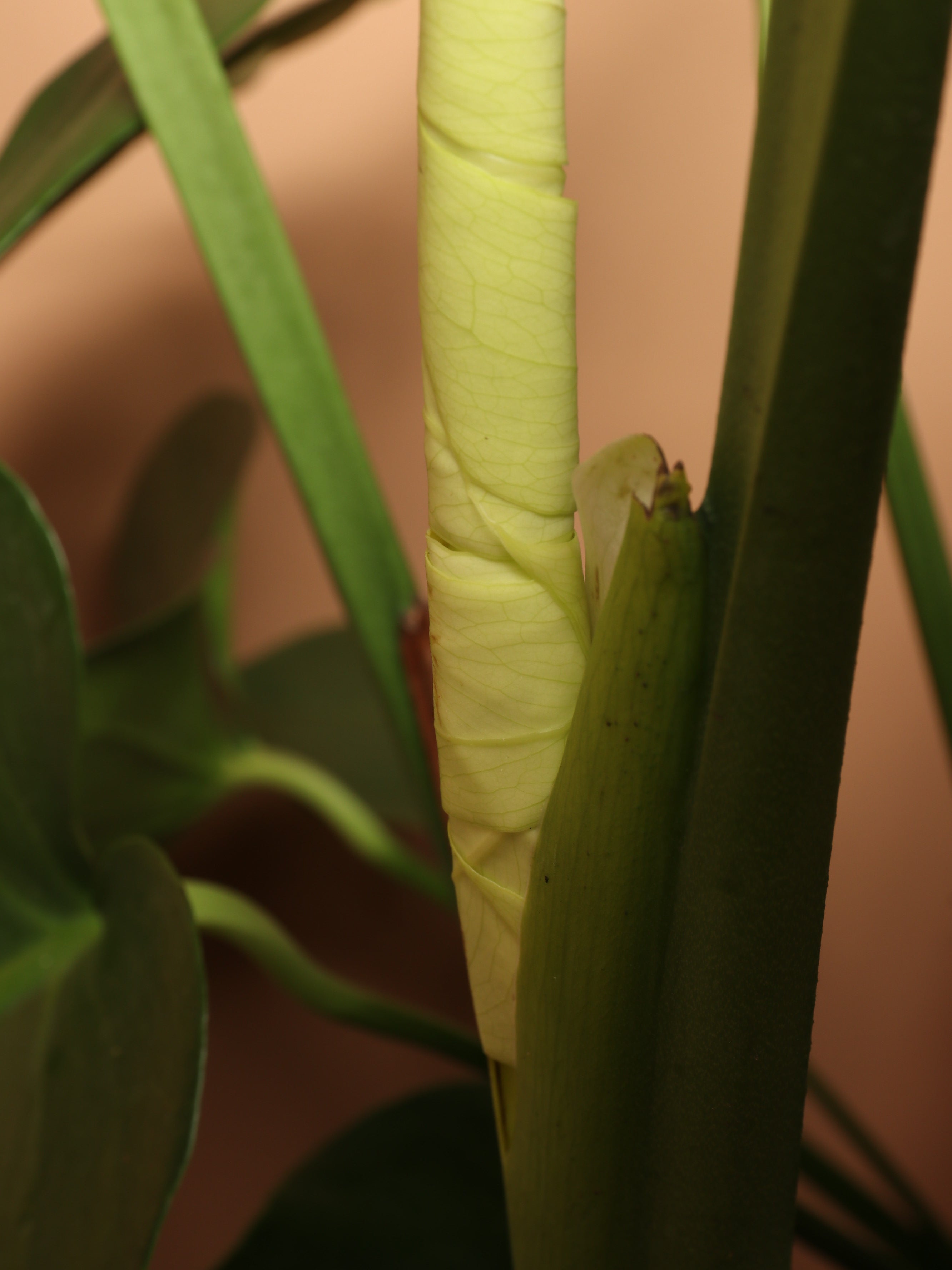 Large (Bigger) Monstera Deliciosa
