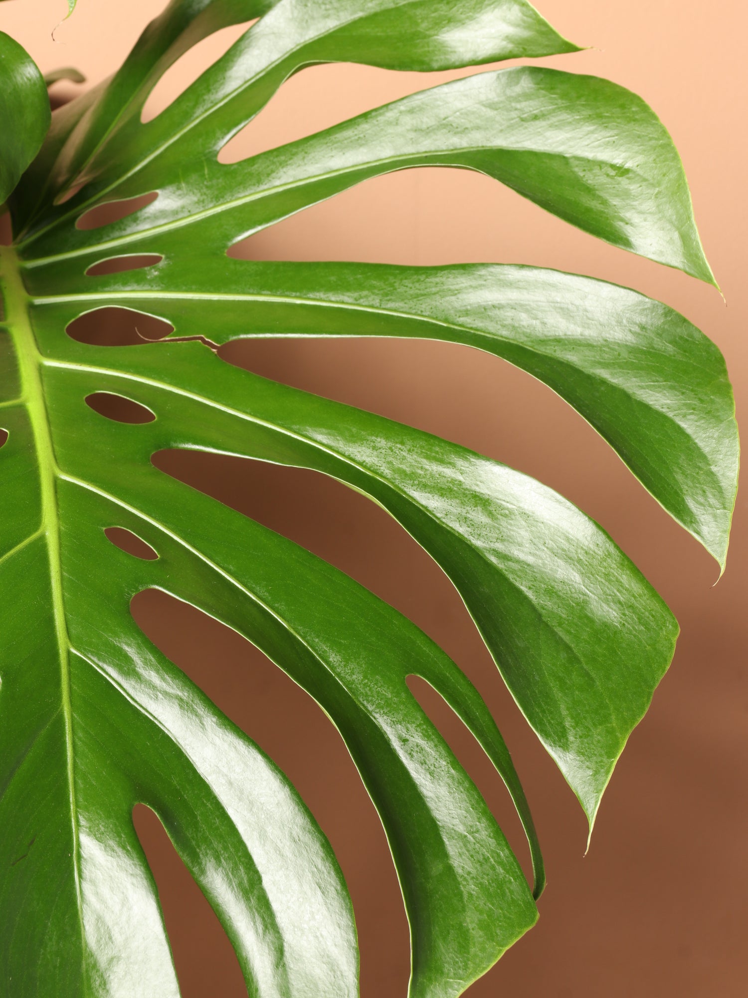 3-5 FT (Bigger) Monstera Deliciosa – Dahing Plants