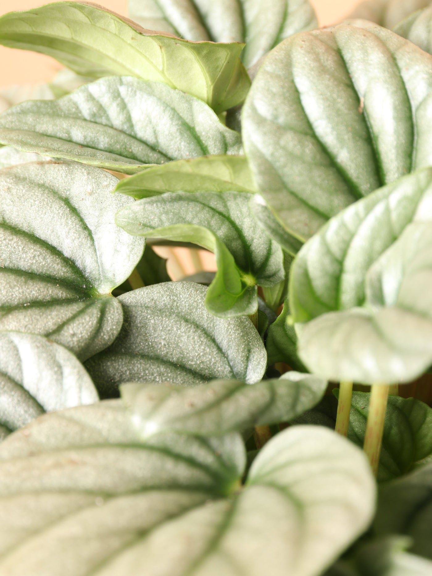 Medium Peperomia 'silver ripple'