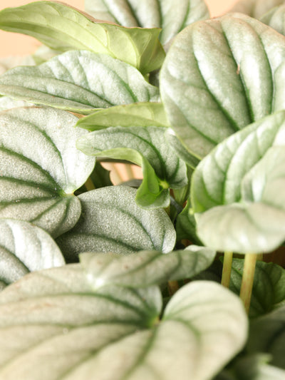 Medium Peperomia 'silver ripple'