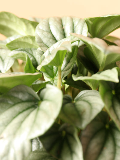Medium Peperomia 'silver ripple'
