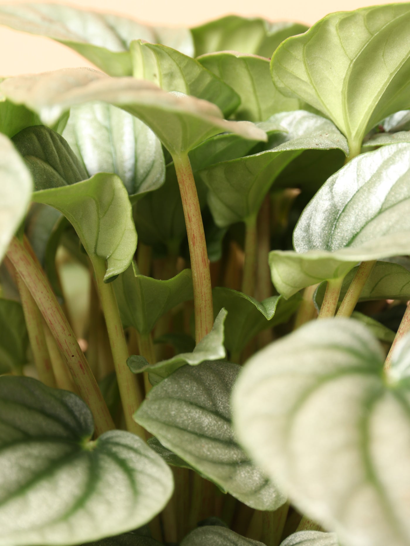 Medium Peperomia 'silver ripple'