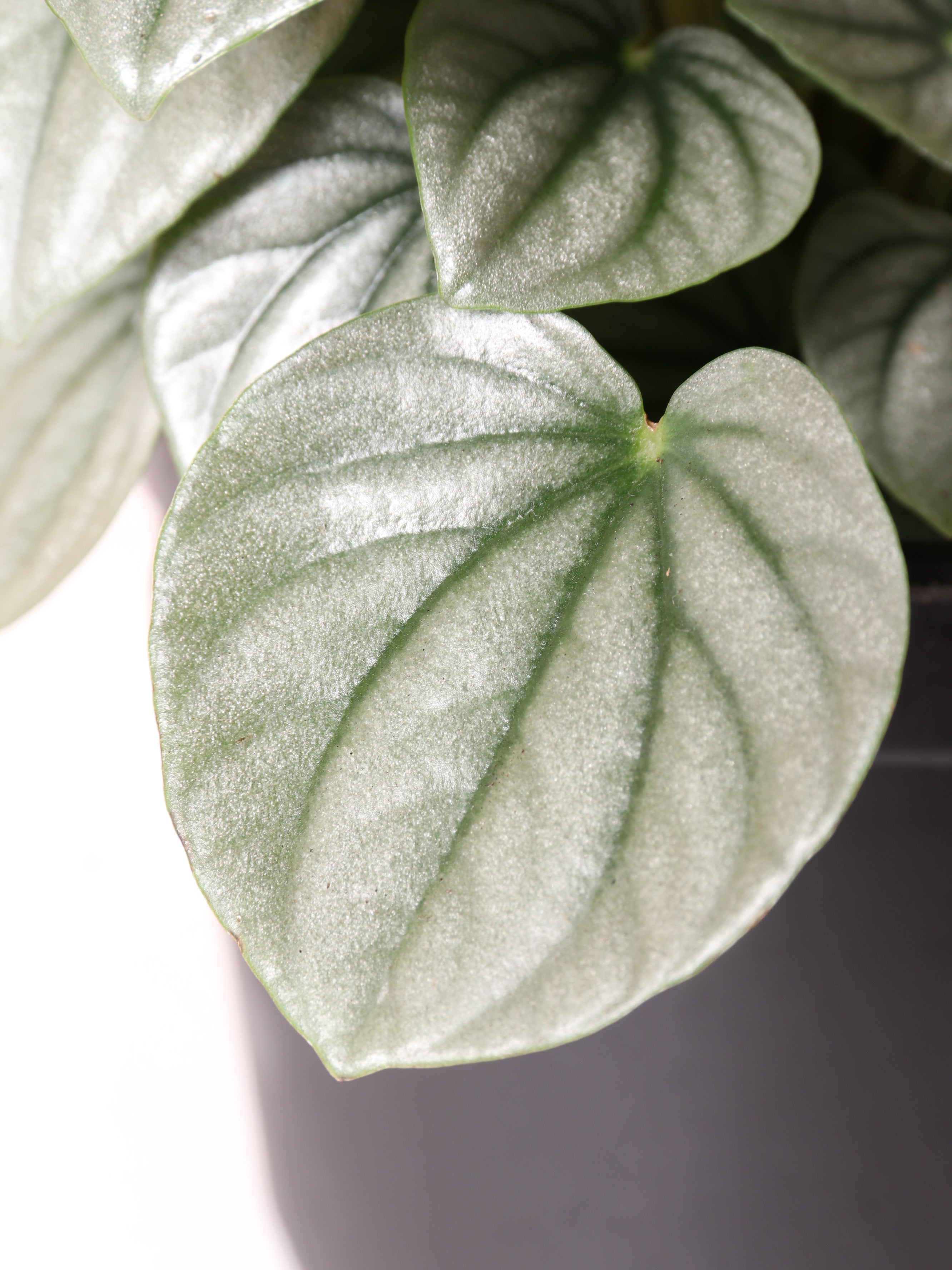 Medium Peperomia &