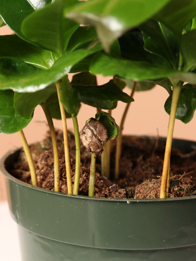 Small Coffee Plant