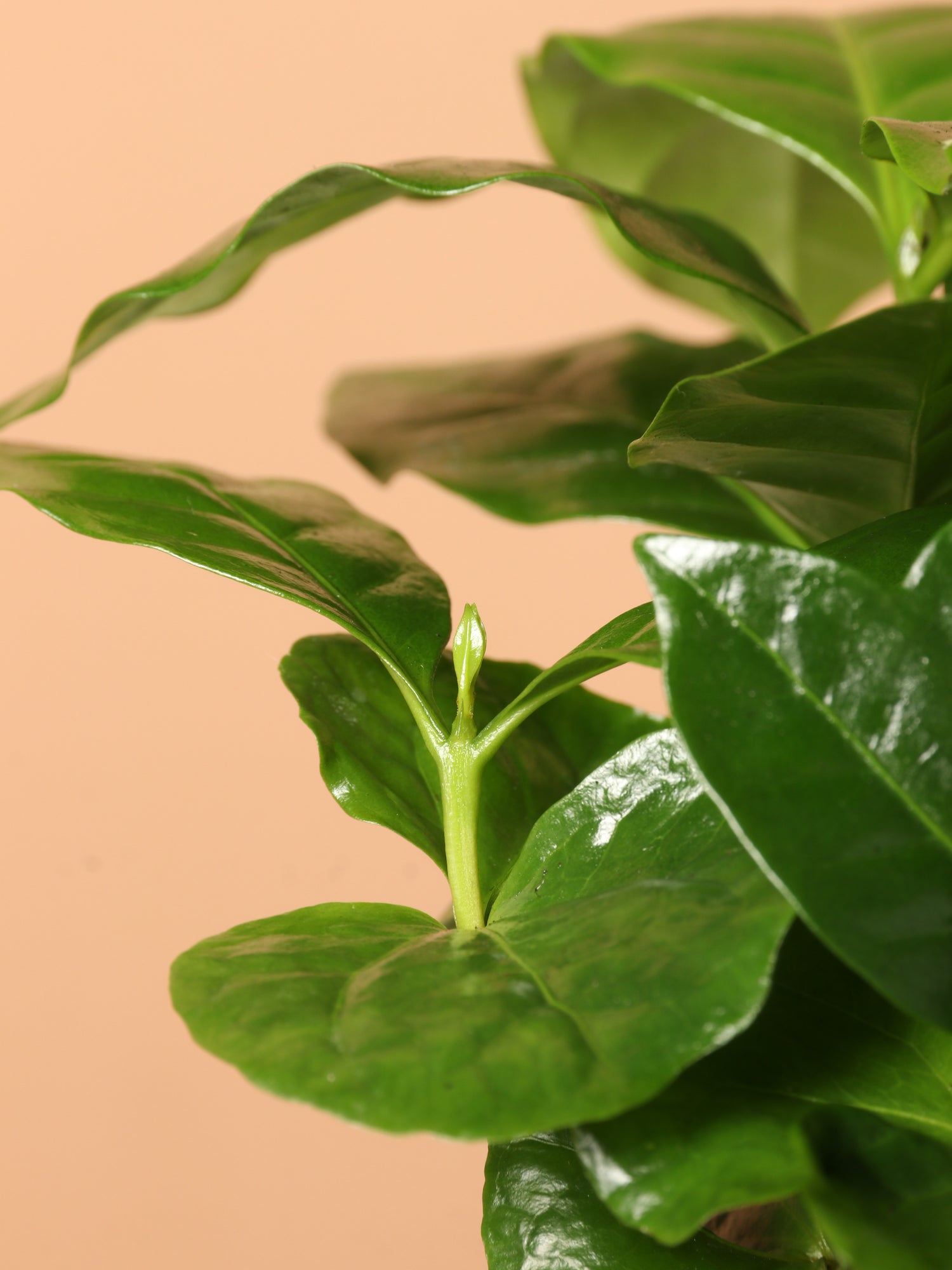 Small Coffee Plant