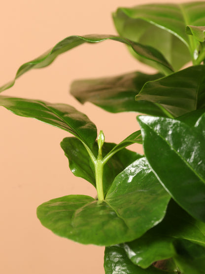 Small Coffee Plant