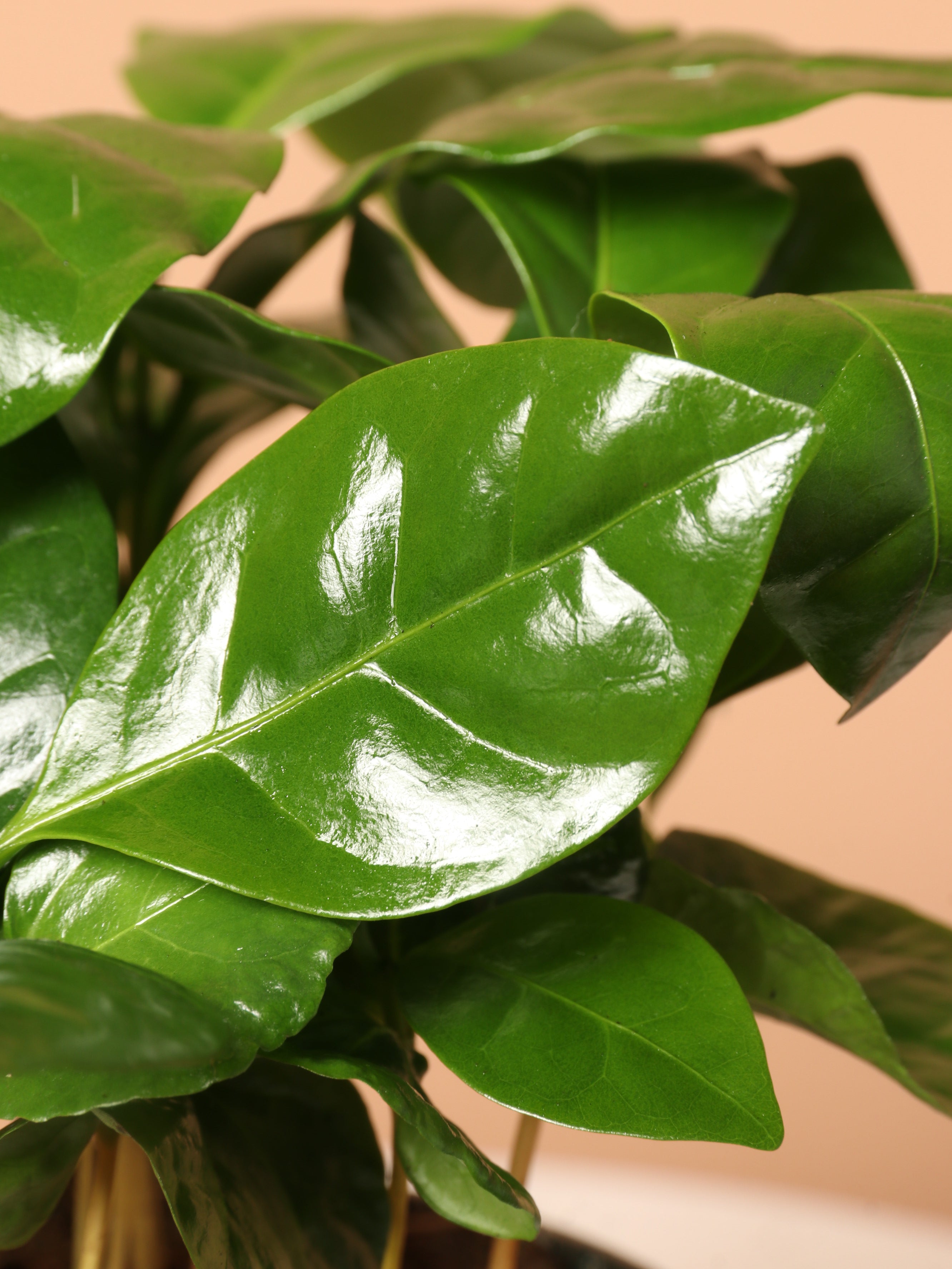 Small Coffee Plant