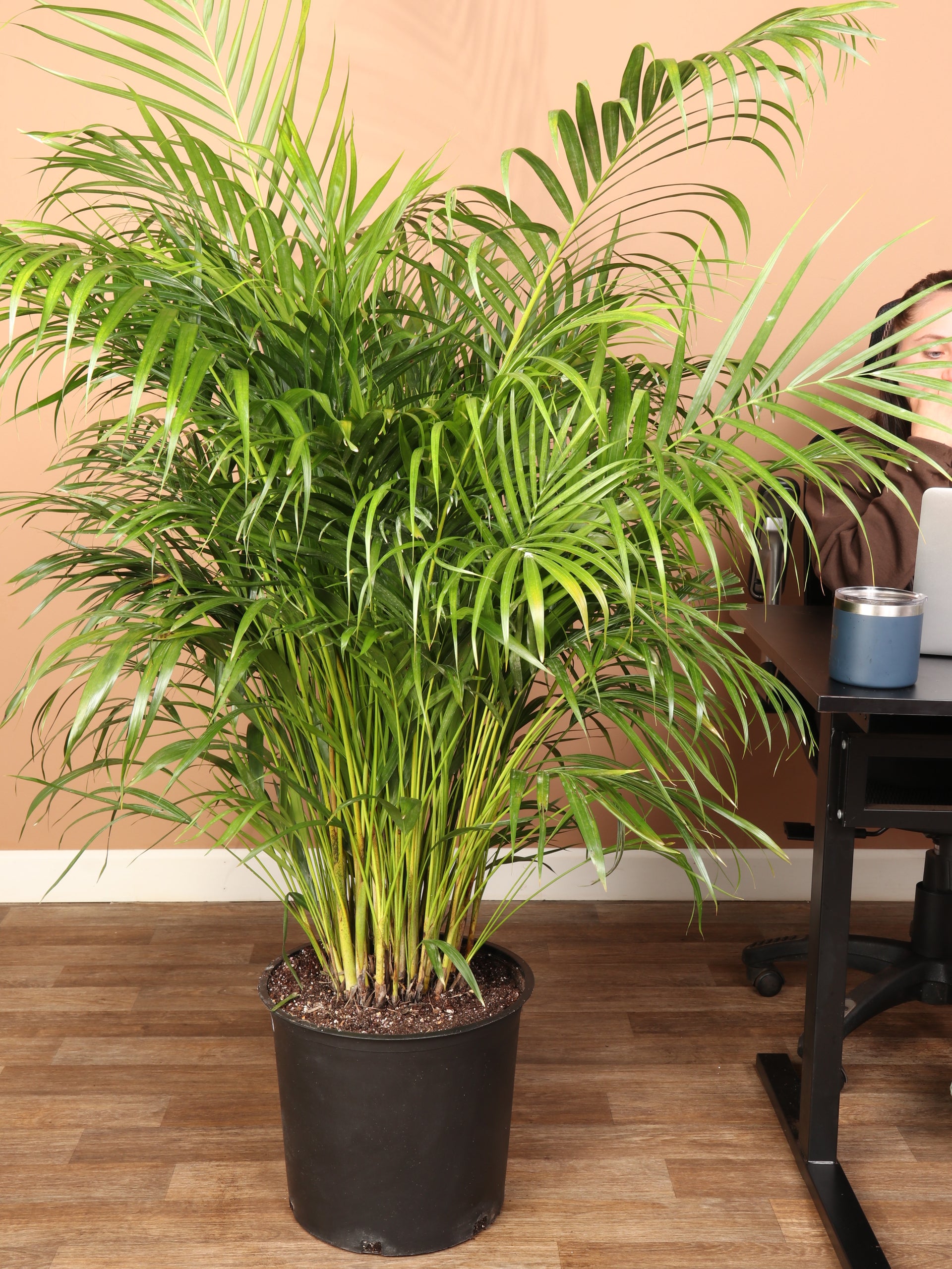 6-8ft Areca Palm – Dahing Plants