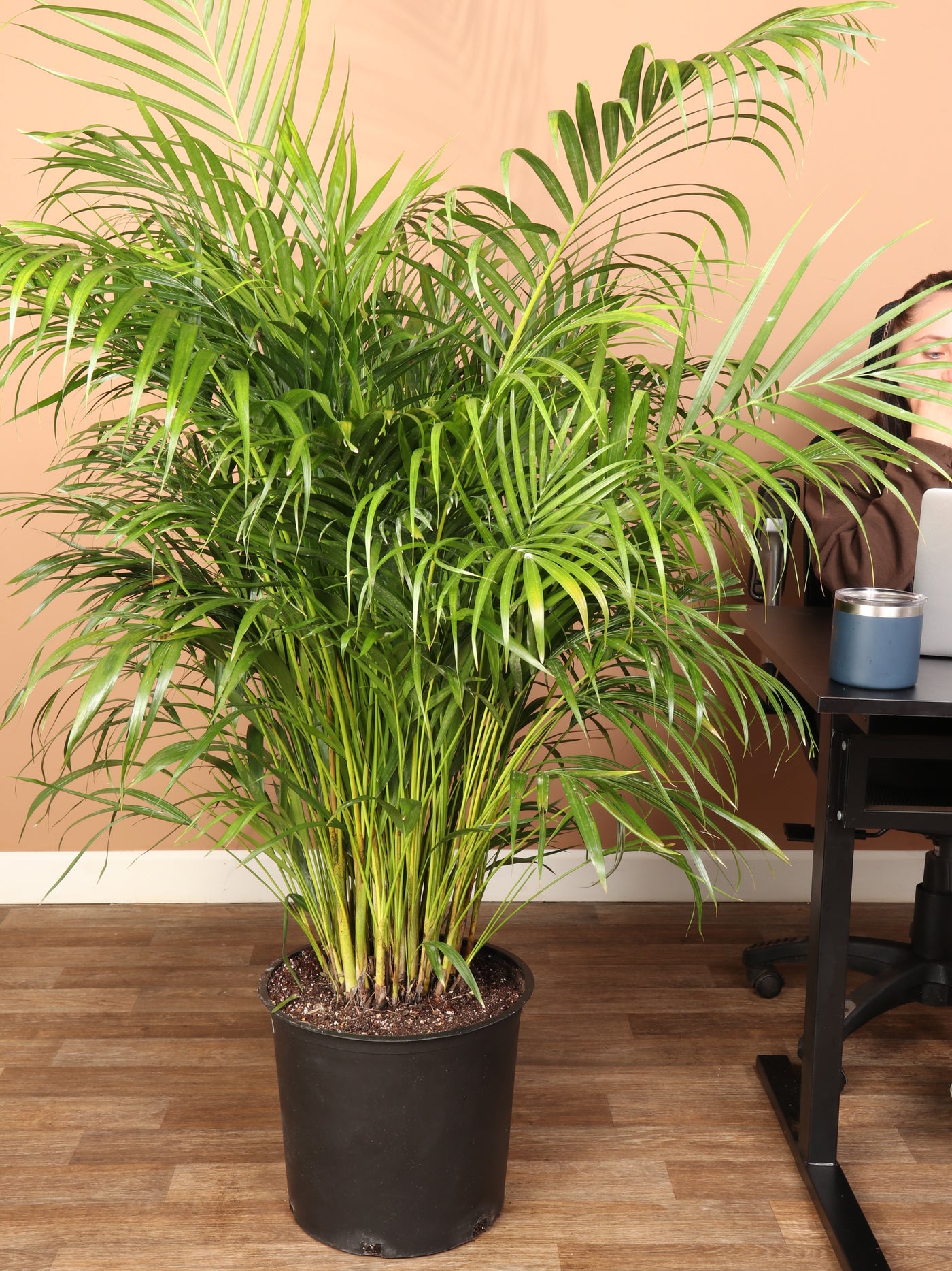 Full Size Areca Palm