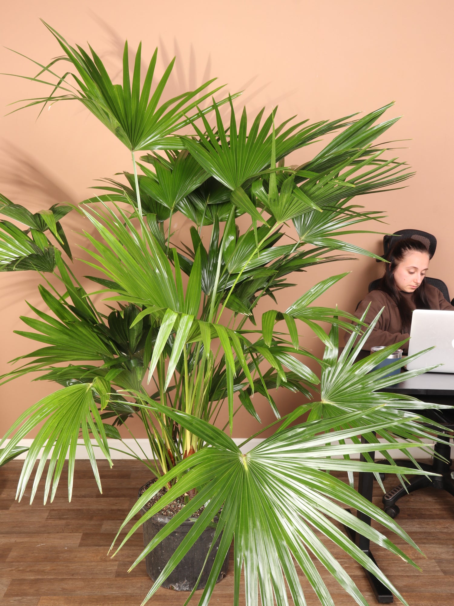 6-8ft Chinese Fan Palm – Dahing Plants