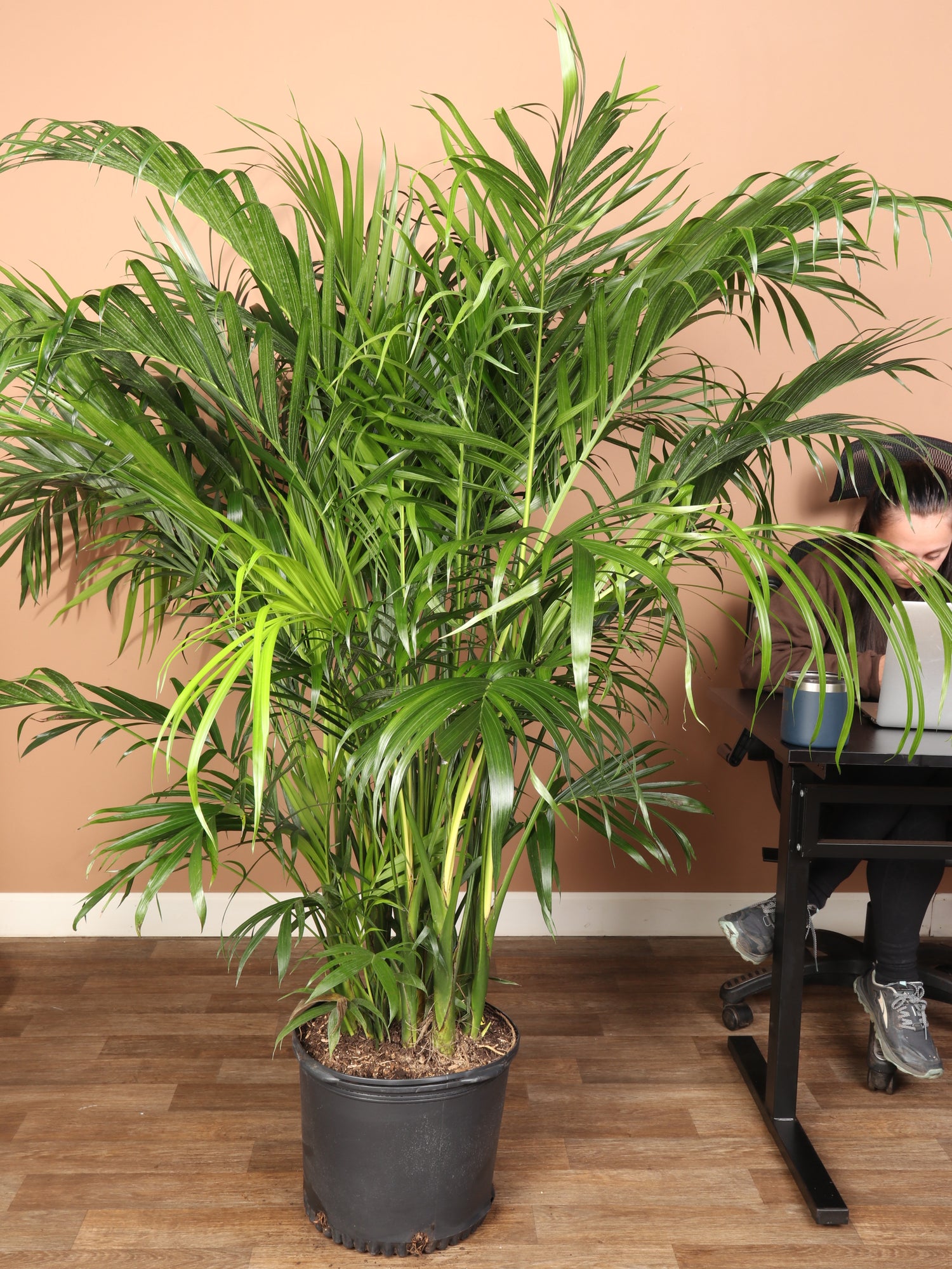 cat palm full sun Full Size Cat Palm