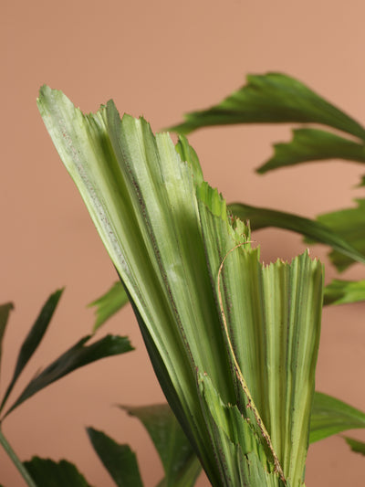 Full Size Fishtail Palm