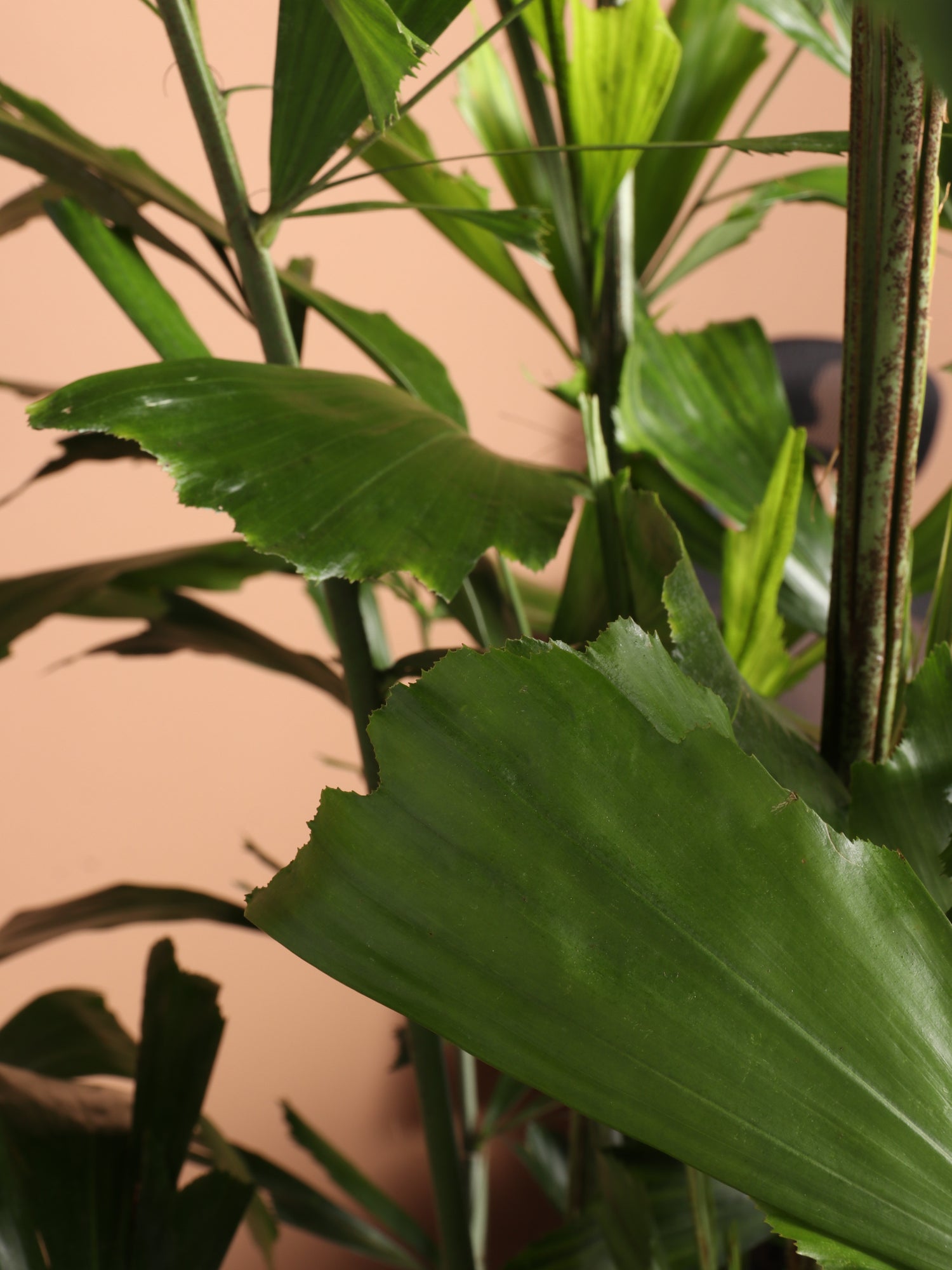 Fishtail Palm In Ceramic Cachepot, Size 6-8' By White Flower Farm